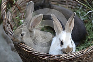 Three little rabbits of different colors sit side by side in a wicker basket