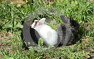 Three little rabbits in the green grass