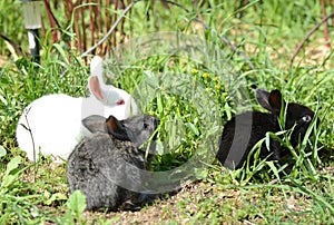 Three little rabbits in the green grass