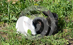 Three little rabbits in the green grass