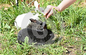 Three little rabbits in the green grass