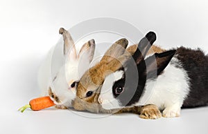 Three little rabbits with one fresh carrot on white background. Feeding animal