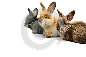 Three little rabbits on a white background, studio shot.