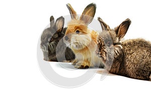 Three little rabbits on a white background, studio shot.