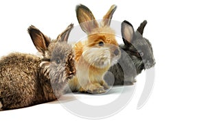 Three little rabbits on a white background, studio shot.