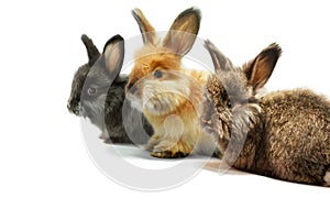 Three little rabbits on a white background, studio shot.