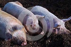 Three little sleeping pigs photo