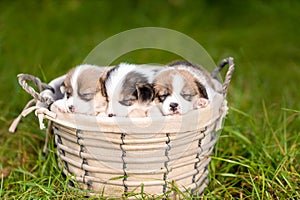 Three little sleeping puppies of welsh corgi pembroke breed dog in basket