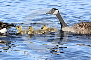 Three Little Spring Goslings Swimming with Their Parents