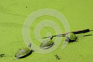 Three Little Turtles Covered in Green photo