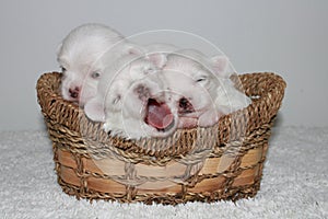 Three little white cute puppies in basket