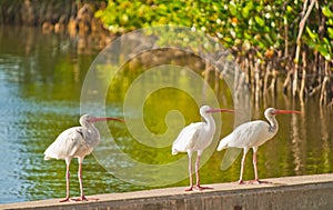 Three little white ibis birds of florida