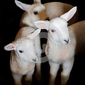 Three little white lambs