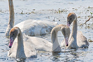 Three little white swans with fine fishing wire around neck