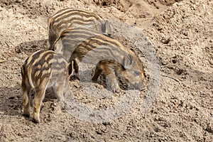 Three little wild boar piglets dig in the ground for food