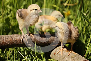 Three little yellow chickens in the grass