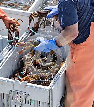Three live lobsters being held by fishermen