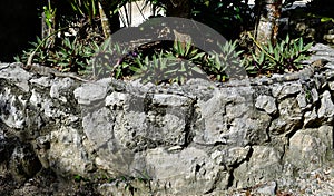 Three lizards bask on the stones