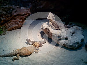 Three lizards in the midnight desert