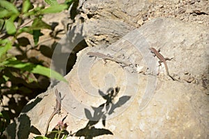 Three lizards on a rock