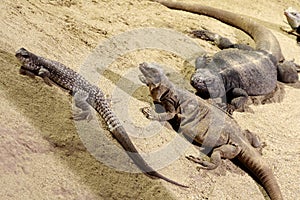 Three lizards on sand