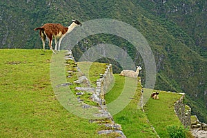 Three of llama relaxing on the agricultural terrace of Machu Picchu Inca citadel, Cusco region, Peru
