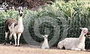 Three llamas in a rural fenced paddock