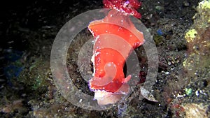 Three-lobed Ceratosoma, Kangaroo sea slug Ceratosoma trilobatum in the night Lembeh strait