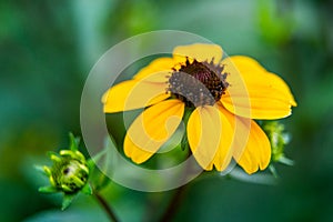 Three-lobed coneflower, brown-eyed Susan, thin-leaf coneflower or Rudbeckia triloba in garden