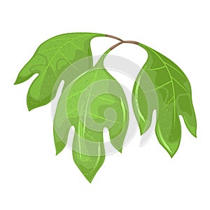 Three-lobed green leaves of sassafras tree with aromatic properties.