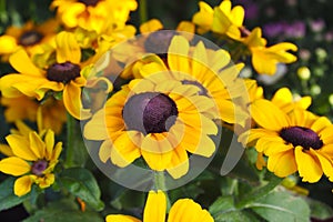 Three-lobed rudbeckia in the garden