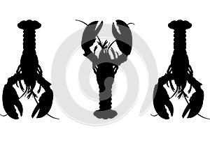 Three Lobster silhouette photo