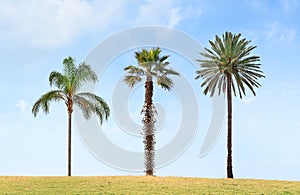 Three lonely palm trees