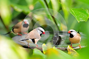 Three long-tailed finch birds