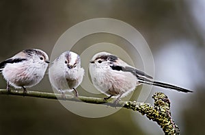 Three Long-tailed tits