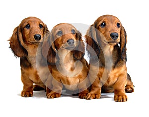 Three Longhair dachshund puppies