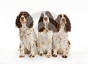 Three longhaired pointer dogs