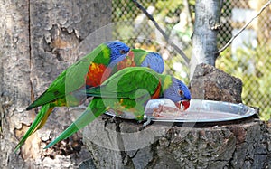 Three lorikeets