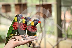 Three lory parrots in hand