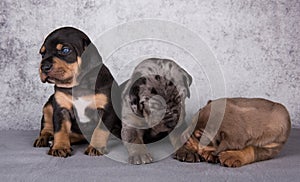 Three Louisiana Catahoula Leopard Dogs puppies on gray background