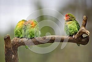 Three lovebirds on a branch