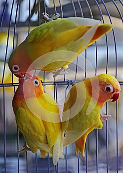 Three lovebirds are perched on the cage bars.