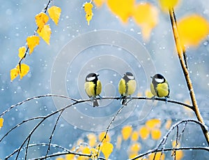 Three lovely birds Tits in the Park sitting on a branch among br