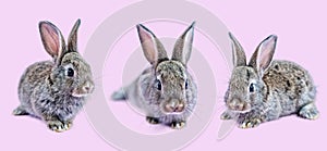 Three lovely bunny easter brown rabbit sitting on pink background. Lovely young rabbit sitting, Lovely mammal with beautiful