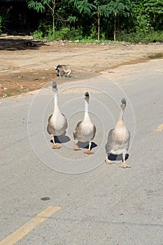 Three lovely geese walking on a road