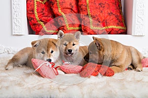 Three lovely shiba inu puppies are lying together on the floor with red hearts