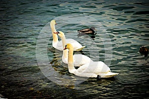 Three lovely swans