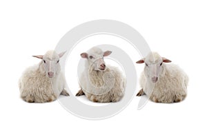 three Lying sheep isolated on a white