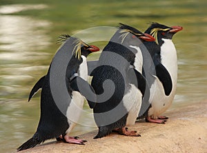 Three macaroni penguins