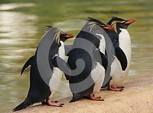 Three macaroni penguins photo